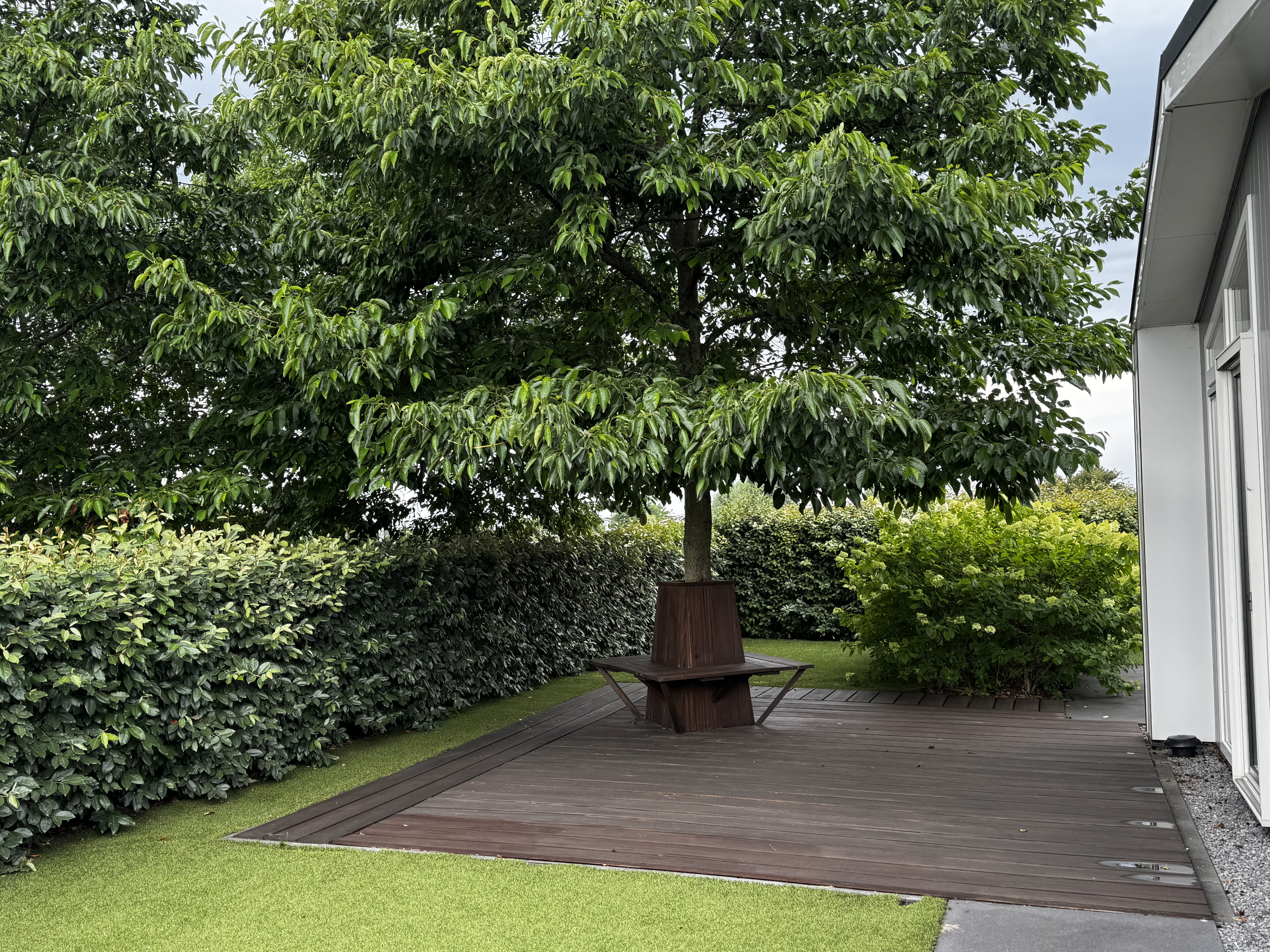 Wooden deck with tree
