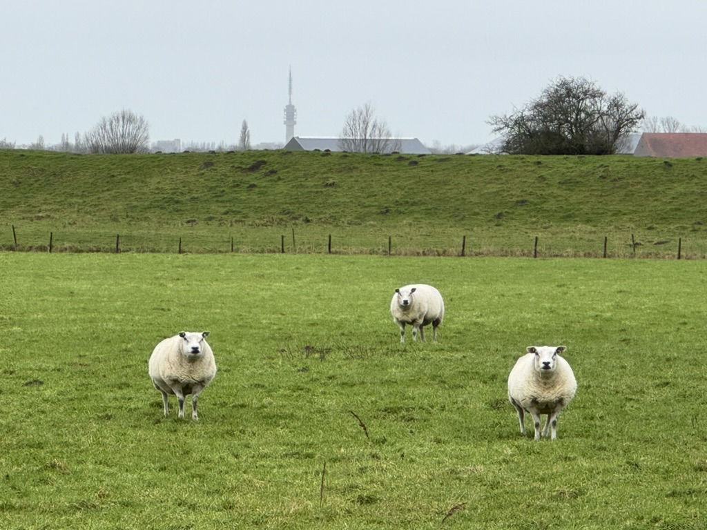 Sheep on the polder